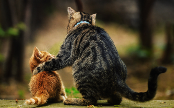 Inteligencia_Financiera_3 Inteligencia Financiera